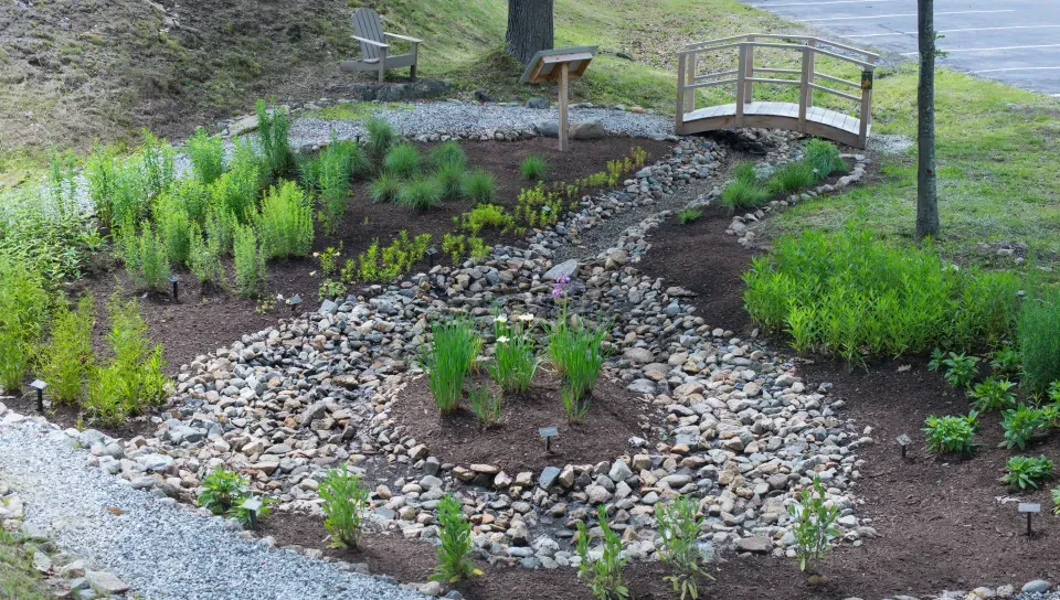 The rain garden with greenery, rocks, and bridge on the Biddeford Campus